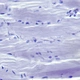 Binocular Biological Microscope